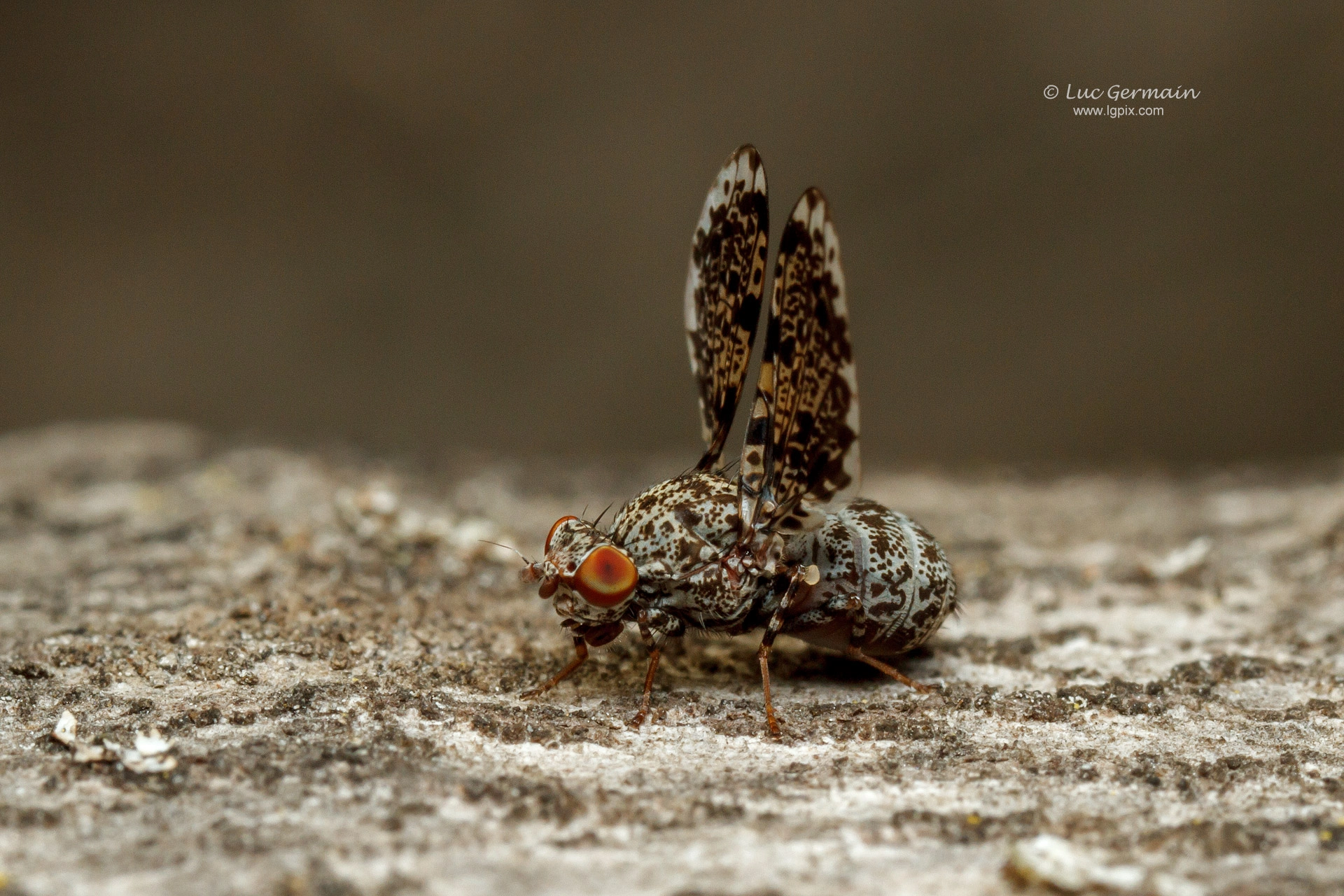 Canon MP-E 65mm F2.5 1-5x Macro Photo sample photo. Hands up! photography