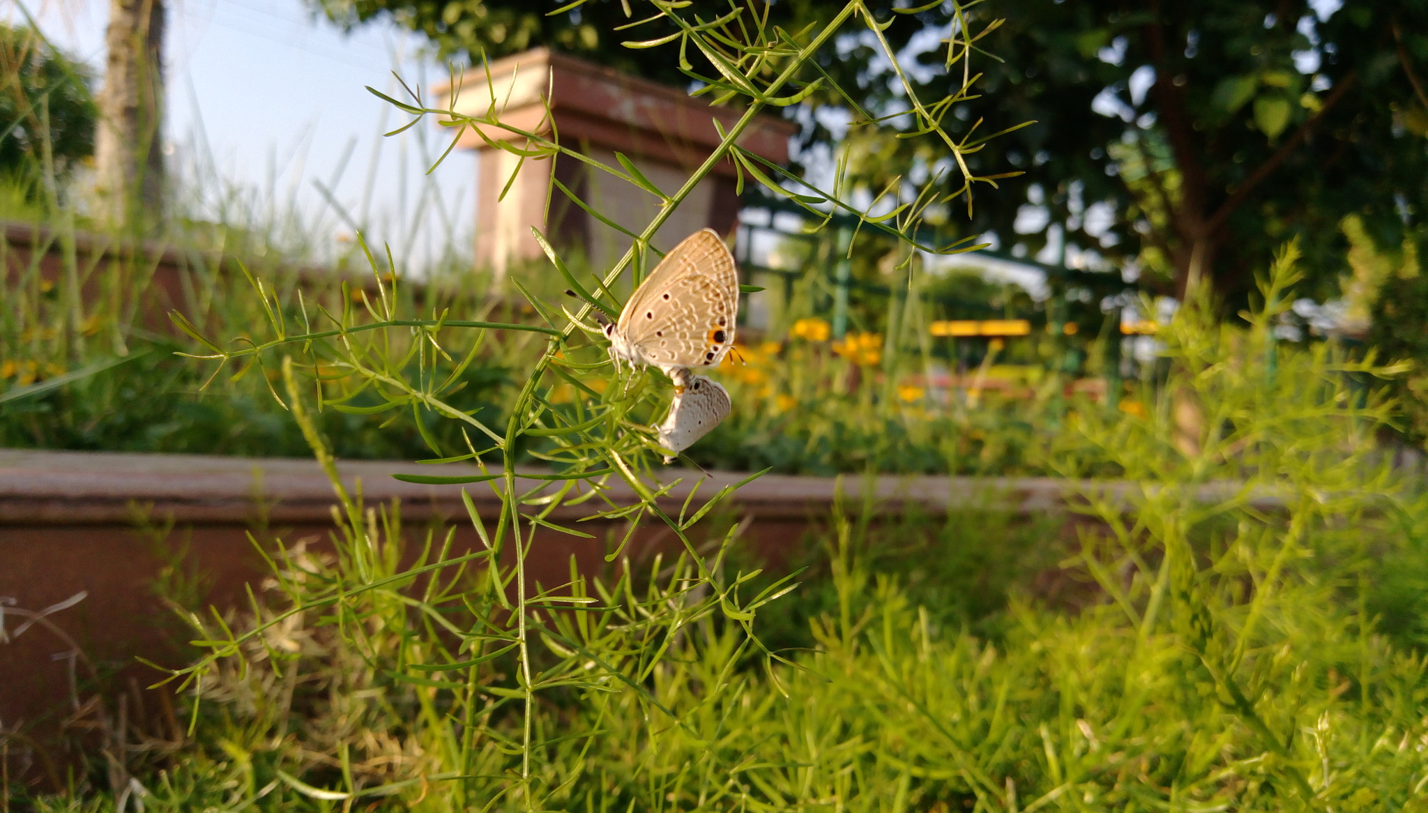 HTC DESIRE 828 DUAL SIM sample photo