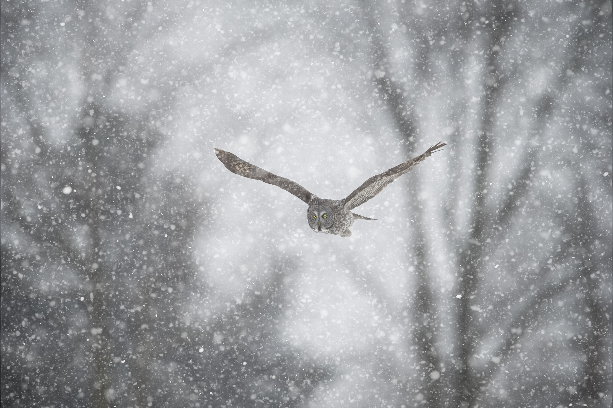 Nikon D3S + Nikon AF-S Nikkor 600mm F4G ED VR sample photo. Ggo in flight photography