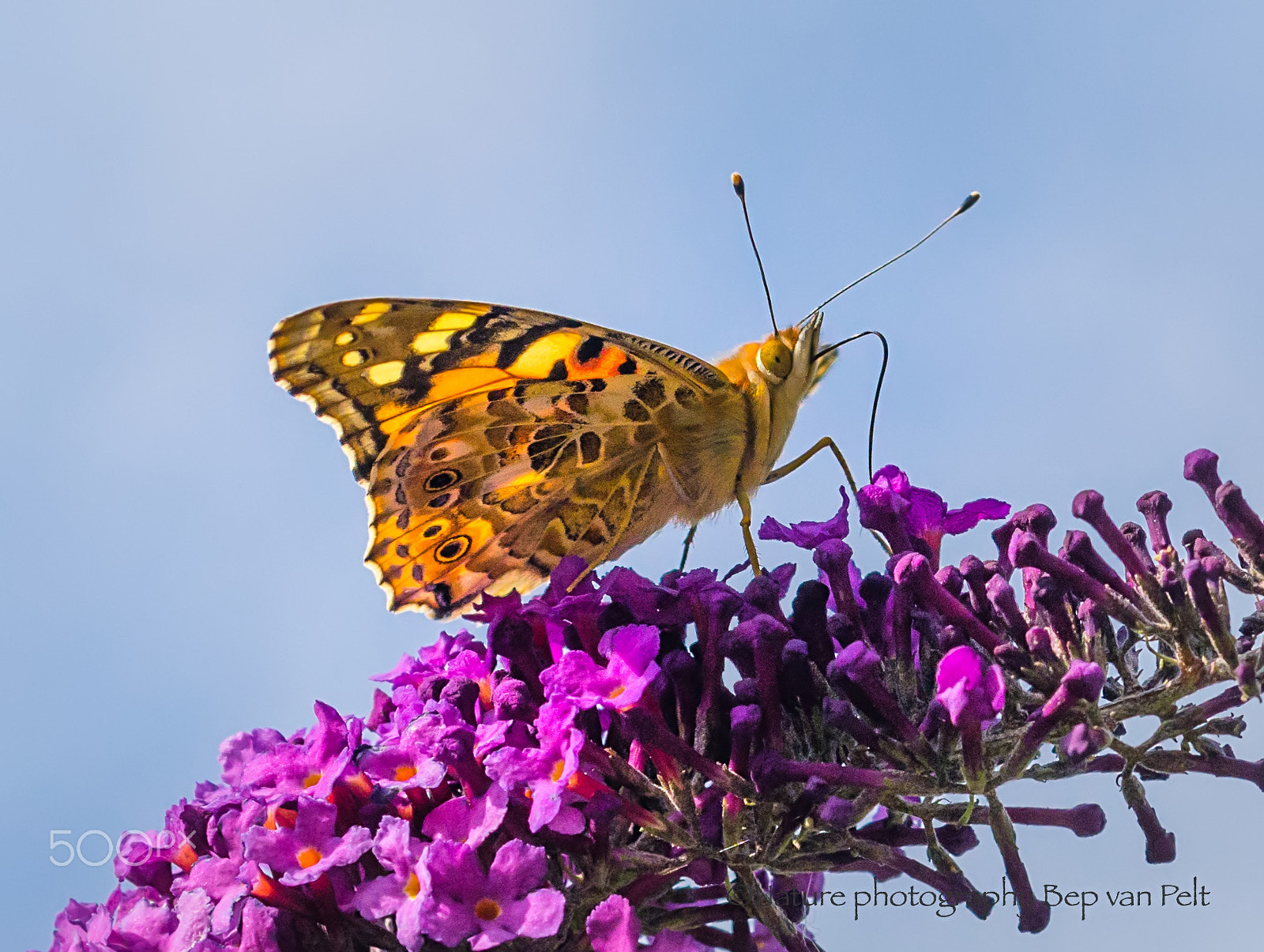 Nikon D7000 + Sigma 50mm F2.8 EX DG Macro sample photo. Painted lady on buddlea in backlight photography