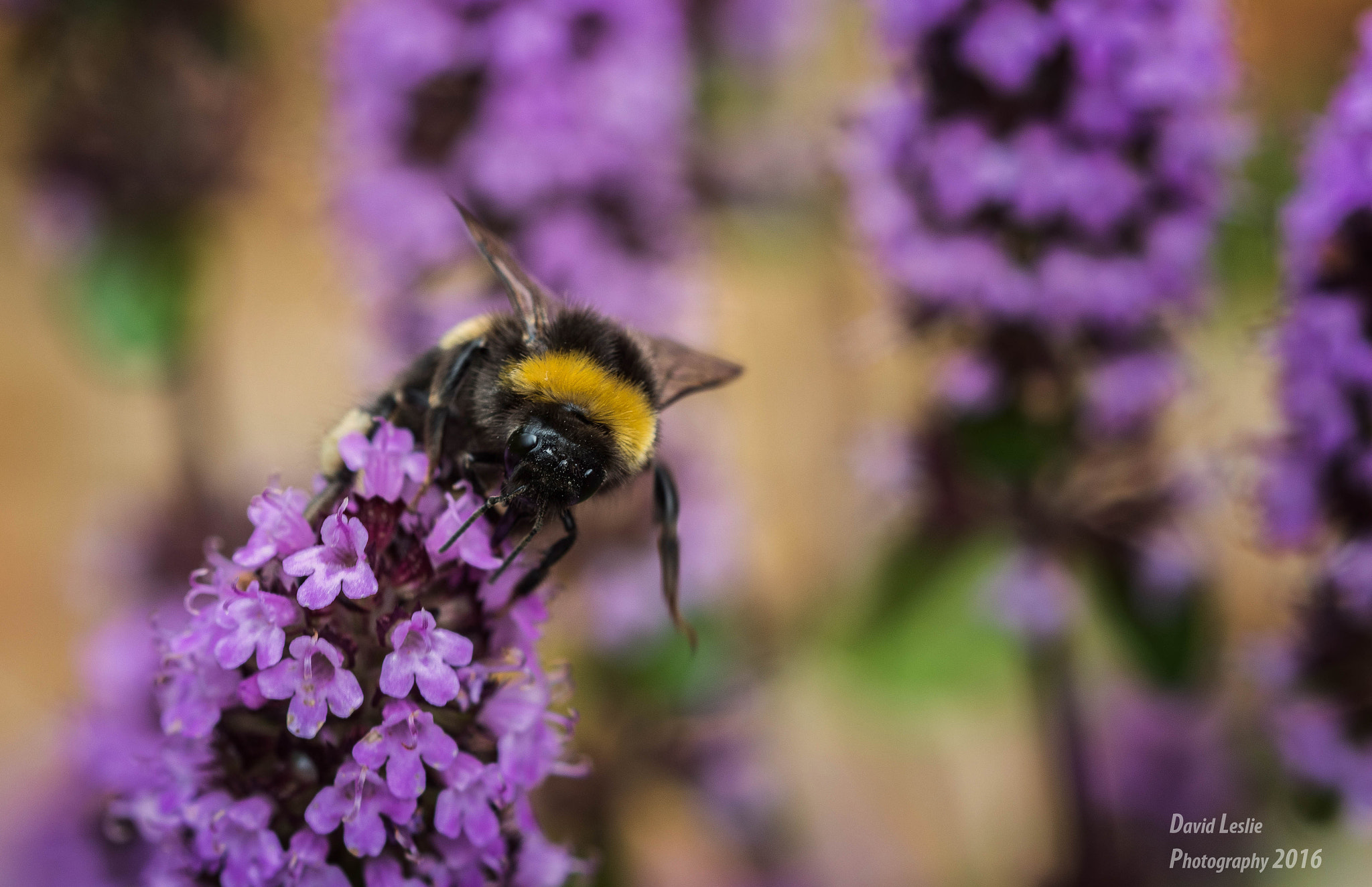 Sigma 105mm F2.8 EX DG OS HSM sample photo. Bee on hebe photography