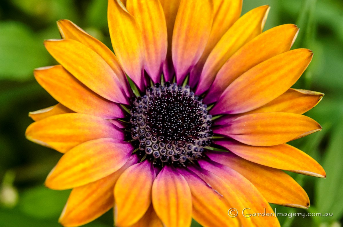 Nikon AF-S Micro-Nikkor 60mm F2.8G ED sample photo. Osteospermum (african daisy, cape daisy 'astra sunset purple') photography