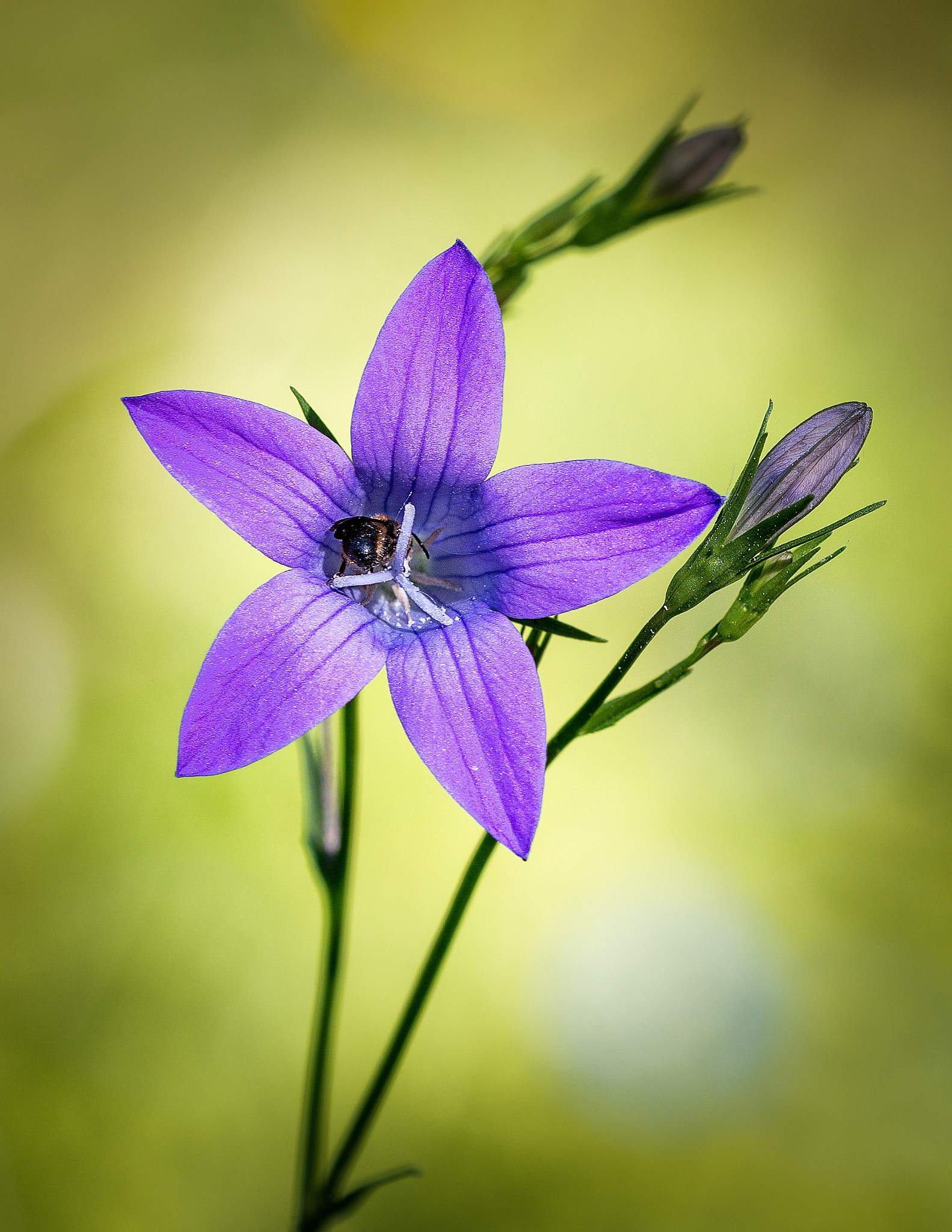 Sigma 150mm F2.8 EX DG OS Macro HSM sample photo. Wild spreading bellflower photography