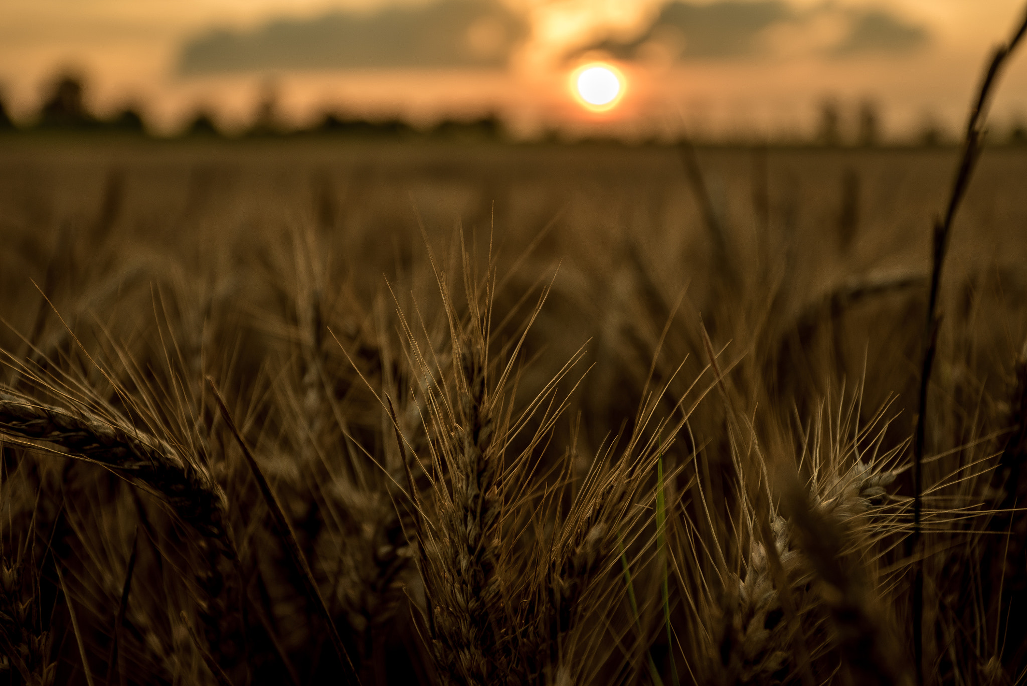 Sony a7S + Sony 70-400mm F4-5.6 G SSM sample photo. Grown by the sun photography