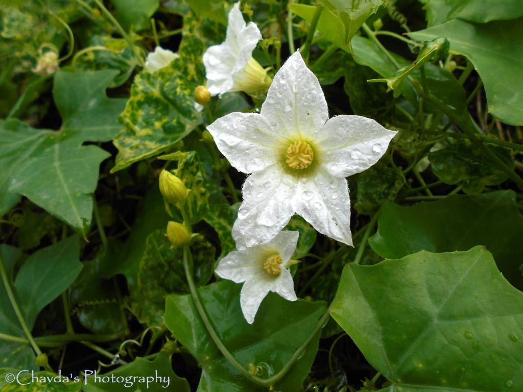 Nikon COOLPIX L30 sample photo. White flower photography