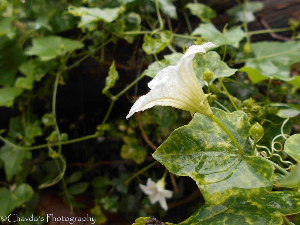 Nikon COOLPIX L30 sample photo. White flower photography