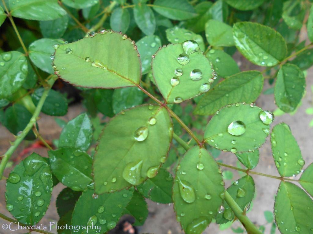 Nikon COOLPIX L30 sample photo. Pure green rainy leafs photography