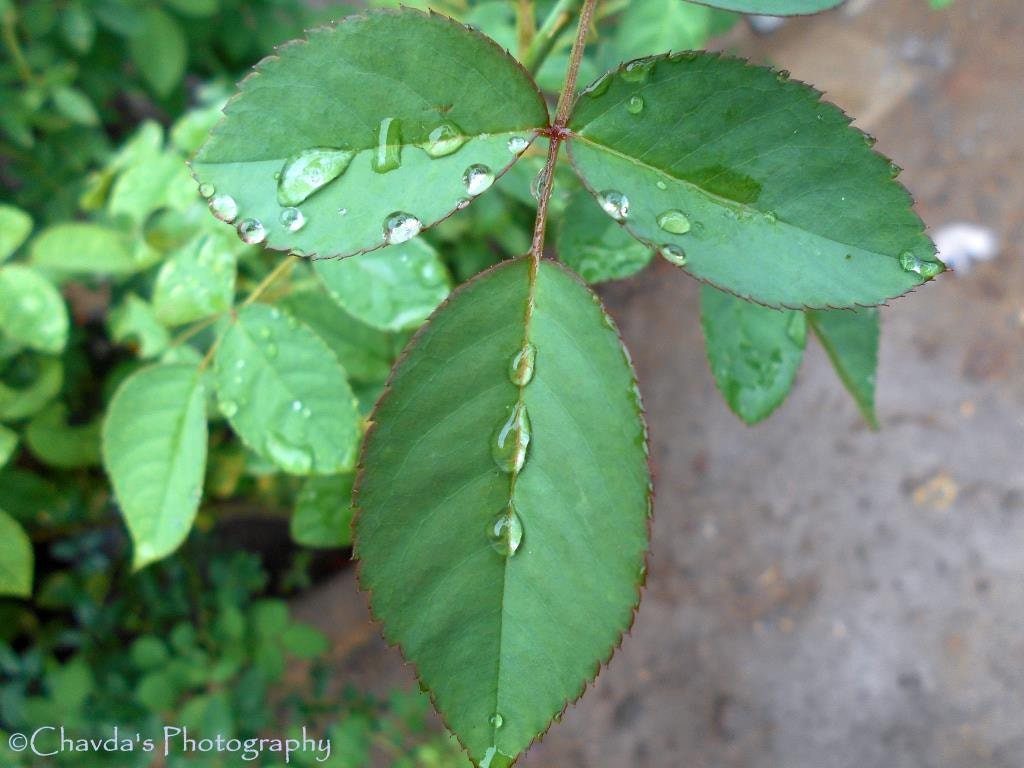 Nikon COOLPIX L30 sample photo. Pure green rainy leafs photography