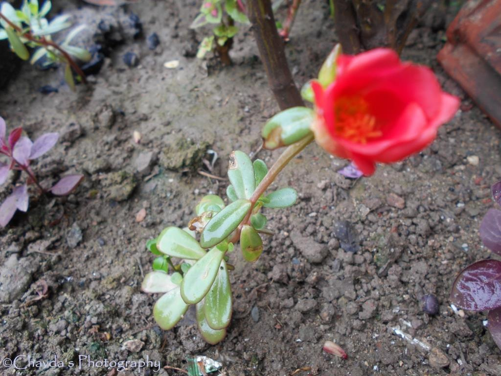 Nikon COOLPIX L30 sample photo. Growing flower pink photography