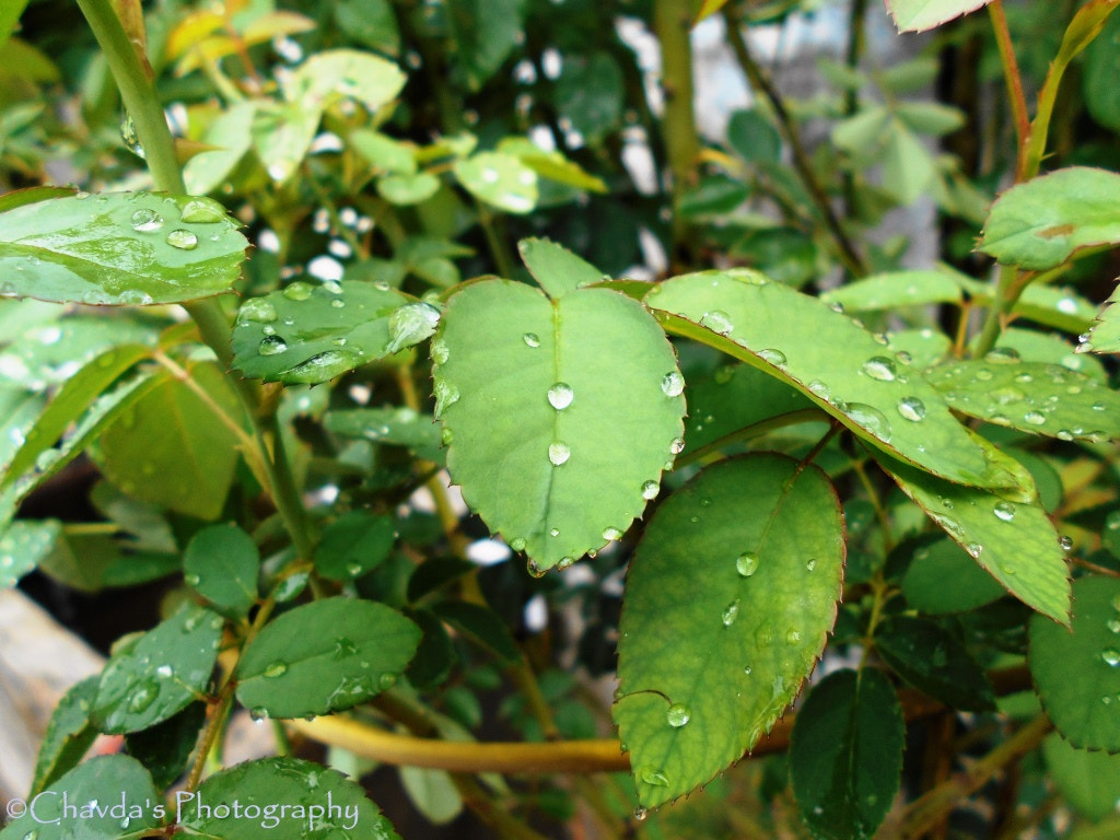 Nikon COOLPIX L30 sample photo. Pure green rainy leafs photography