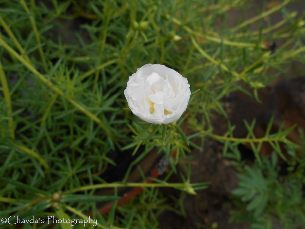 Nikon COOLPIX L30 sample photo. Growing morning white flower photography