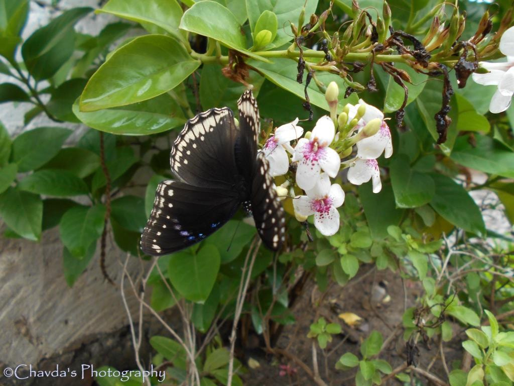 Nikon COOLPIX L30 sample photo. Butterfly photography