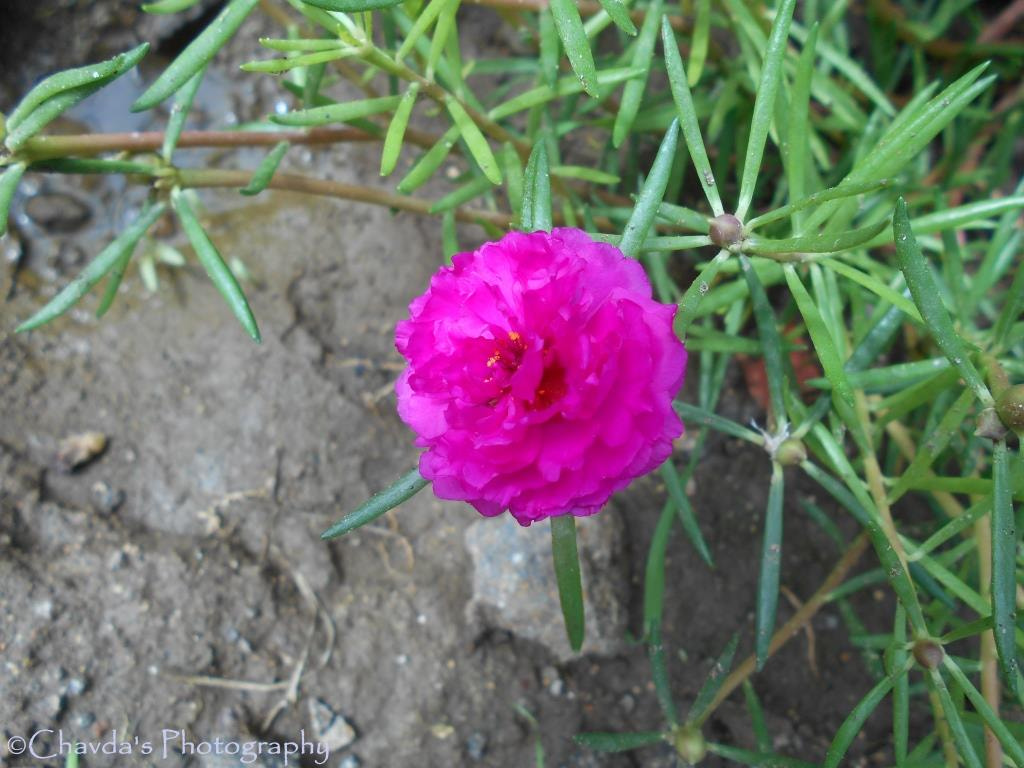Nikon COOLPIX L30 sample photo. Beautiful pink one flower photography