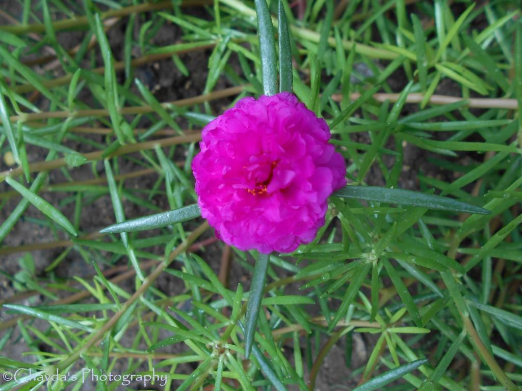 Nikon COOLPIX L30 sample photo. Beautiful pink one flower photography