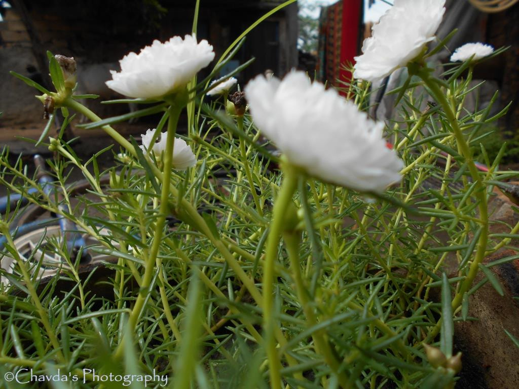 Nikon COOLPIX L30 sample photo. Beautiful white flower photography