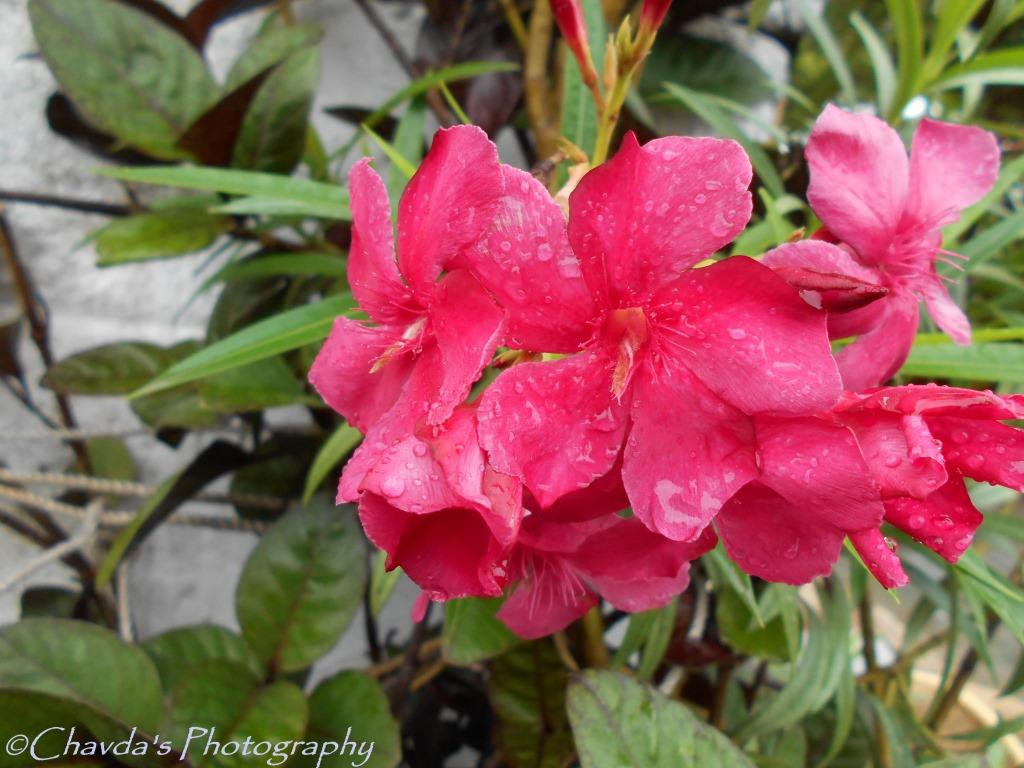 Nikon COOLPIX L30 sample photo. Pink flower in rainy photography