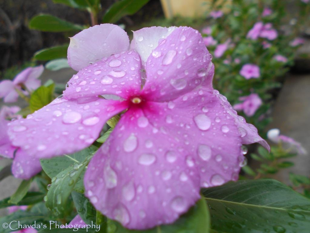 Nikon COOLPIX L30 sample photo. Awesome rainy moments photography