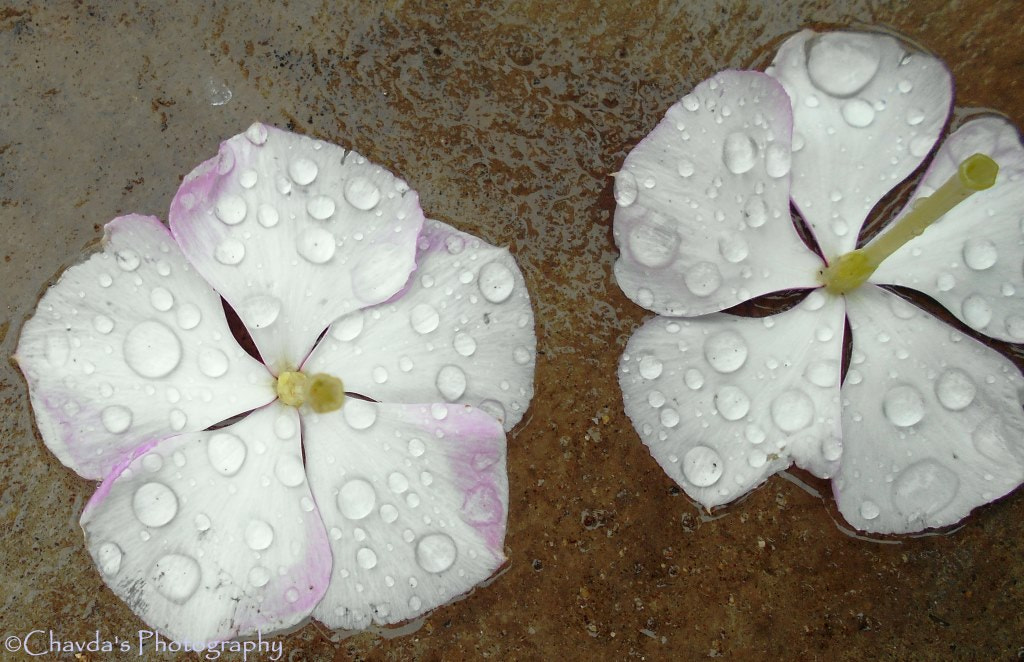 Nikon COOLPIX L30 sample photo. Backside of pink flower in rainy photography