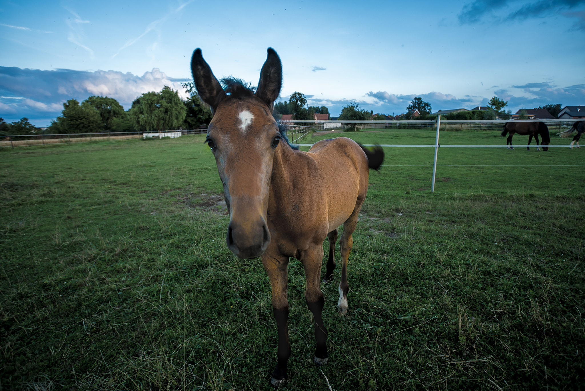 Sony a7S + Sony 70-400mm F4-5.6 G SSM sample photo. Horsy friend photography