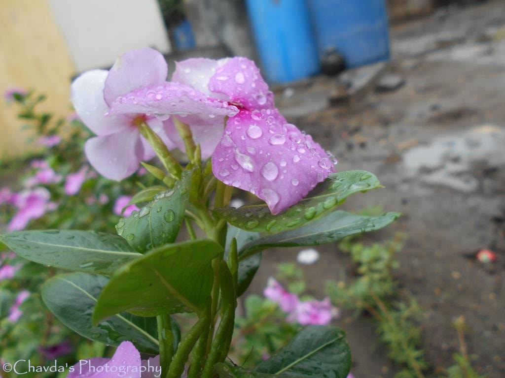 Nikon COOLPIX L30 sample photo. Awesome macro photography