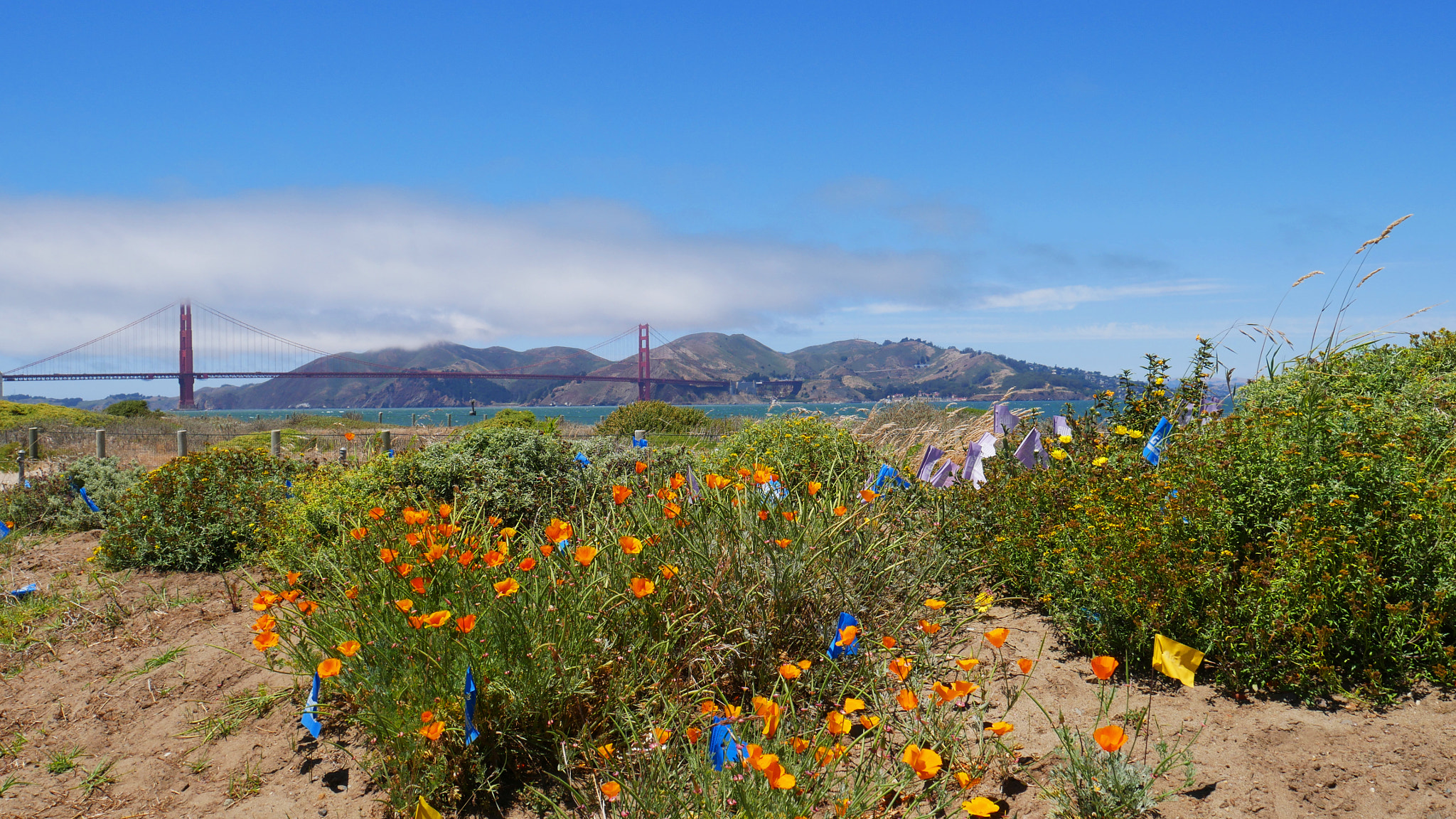 Panasonic DMC-G70 sample photo. Golden gate photography