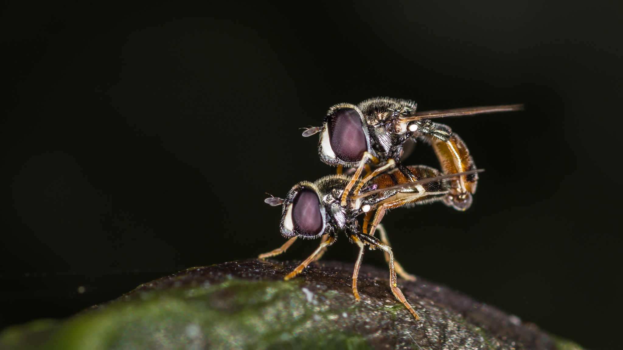 Canon EOS 600D (Rebel EOS T3i / EOS Kiss X5) + Tamron SP AF 90mm F2.8 Di Macro sample photo. Hoverfly mates photography