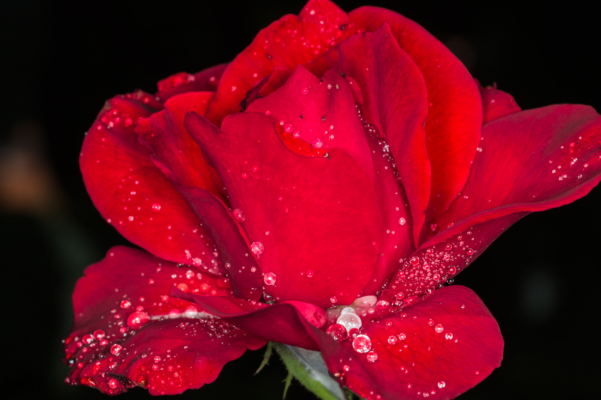 Canon EOS 600D (Rebel EOS T3i / EOS Kiss X5) + Tamron SP AF 90mm F2.8 Di Macro sample photo. Red rose droplets photography