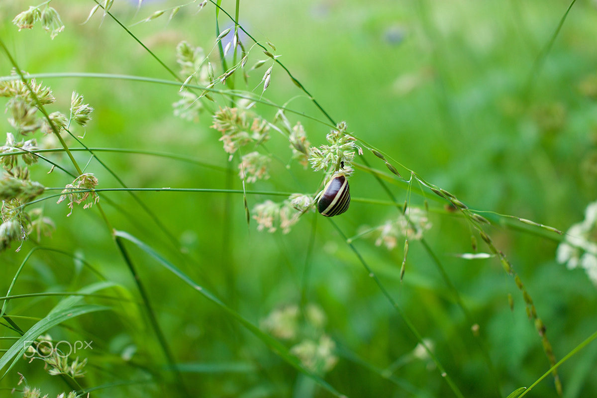 Sony Cyber-shot DSC-RX1R + Sony 35mm F2.0 sample photo. Grasses and striped snail photography