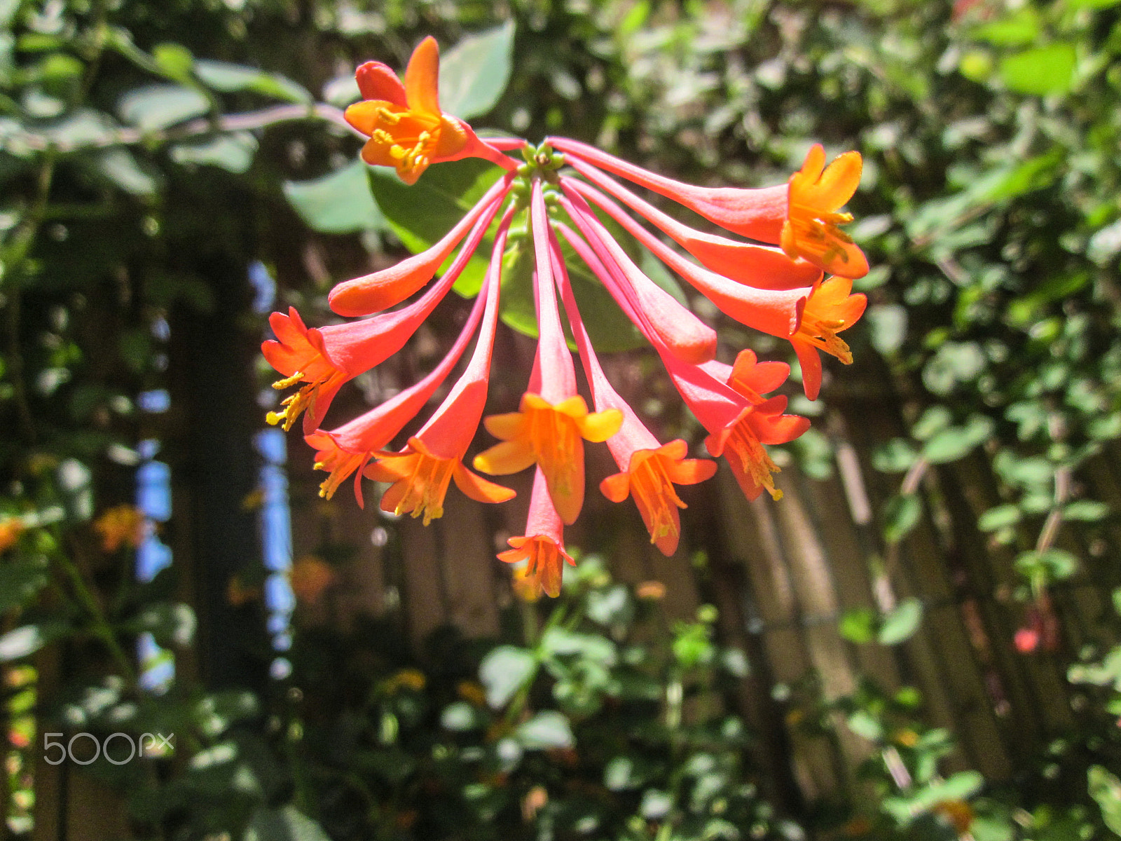 Canon PowerShot A1200 sample photo. Blooming honeysuckle buds photography