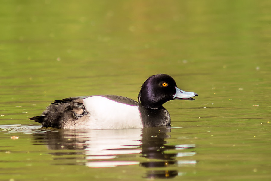 Canon EF 300mm F4L IS USM sample photo. Reiherente photography