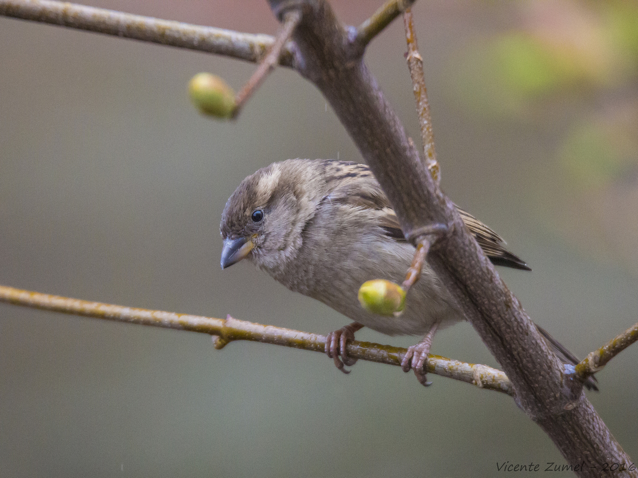 Tamron SP 150-600mm F5-6.3 Di VC USD sample photo. Just a simple sparrow photography