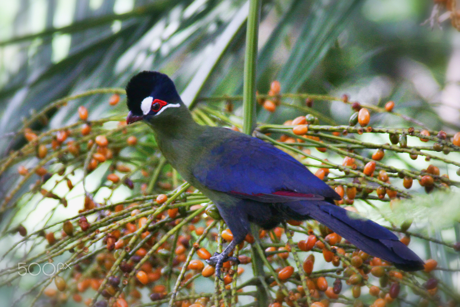 Canon EF 28-200mm F3.5-5.6 USM sample photo. Hartlaub's turaco at lunch photography