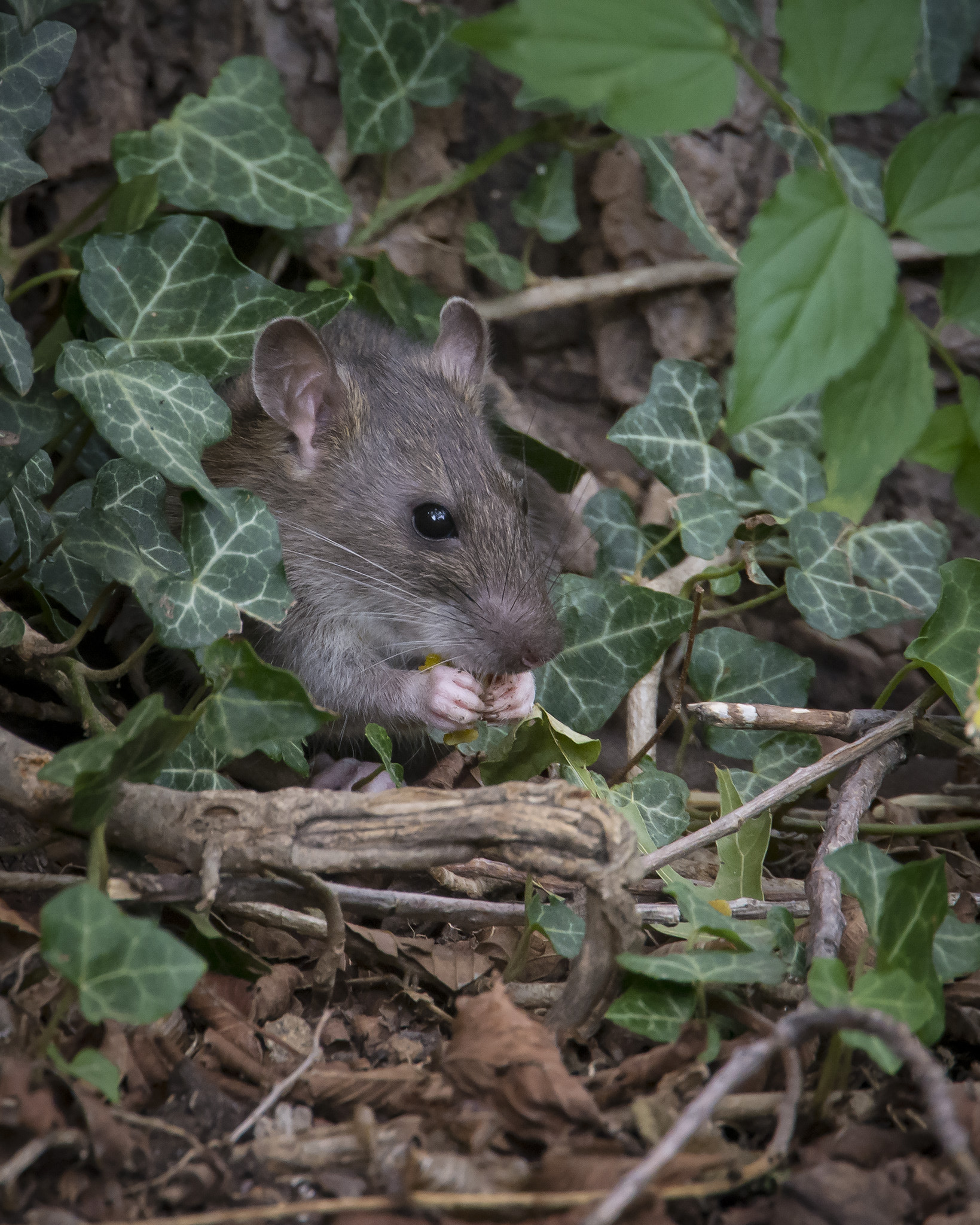 Nikon Nikkor AF-S 300mm F4E PF ED VR sample photo. Roof rat photography