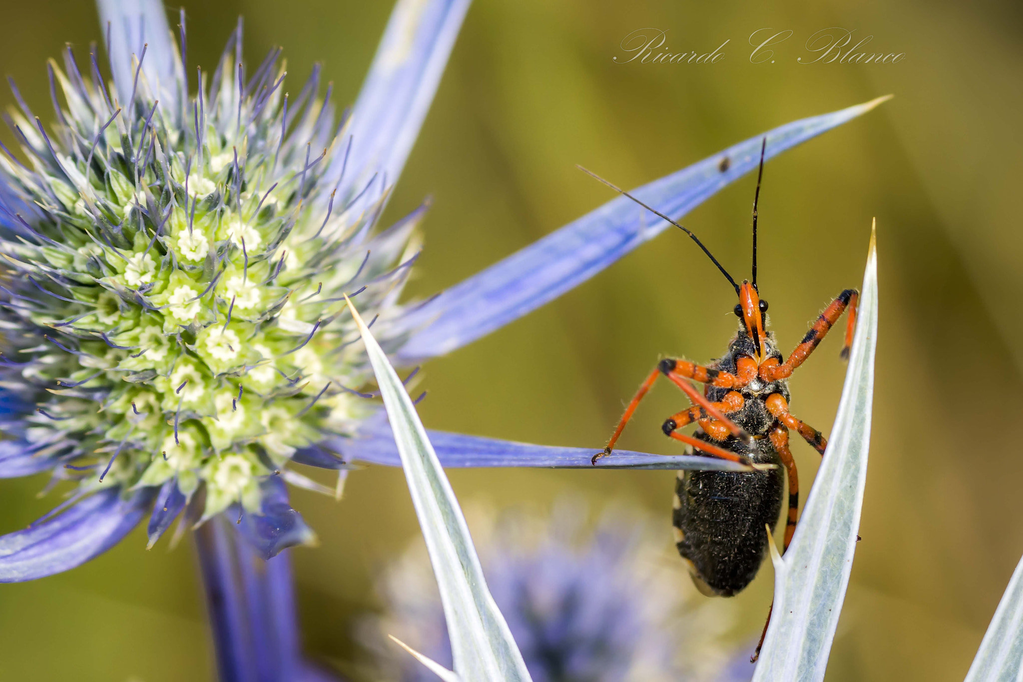 Sony SLT-A58 + Sigma AF 105mm F2.8 EX [DG] Macro sample photo. Mis macros photography