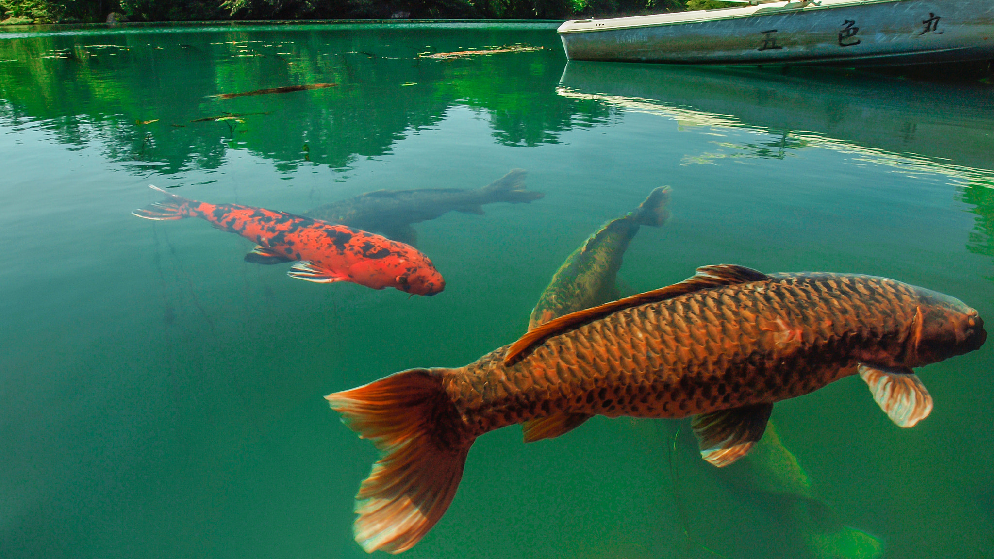 Olympus Zuiko Digital ED 9-18mm F4.0-5.6 sample photo. Fish in pond photography