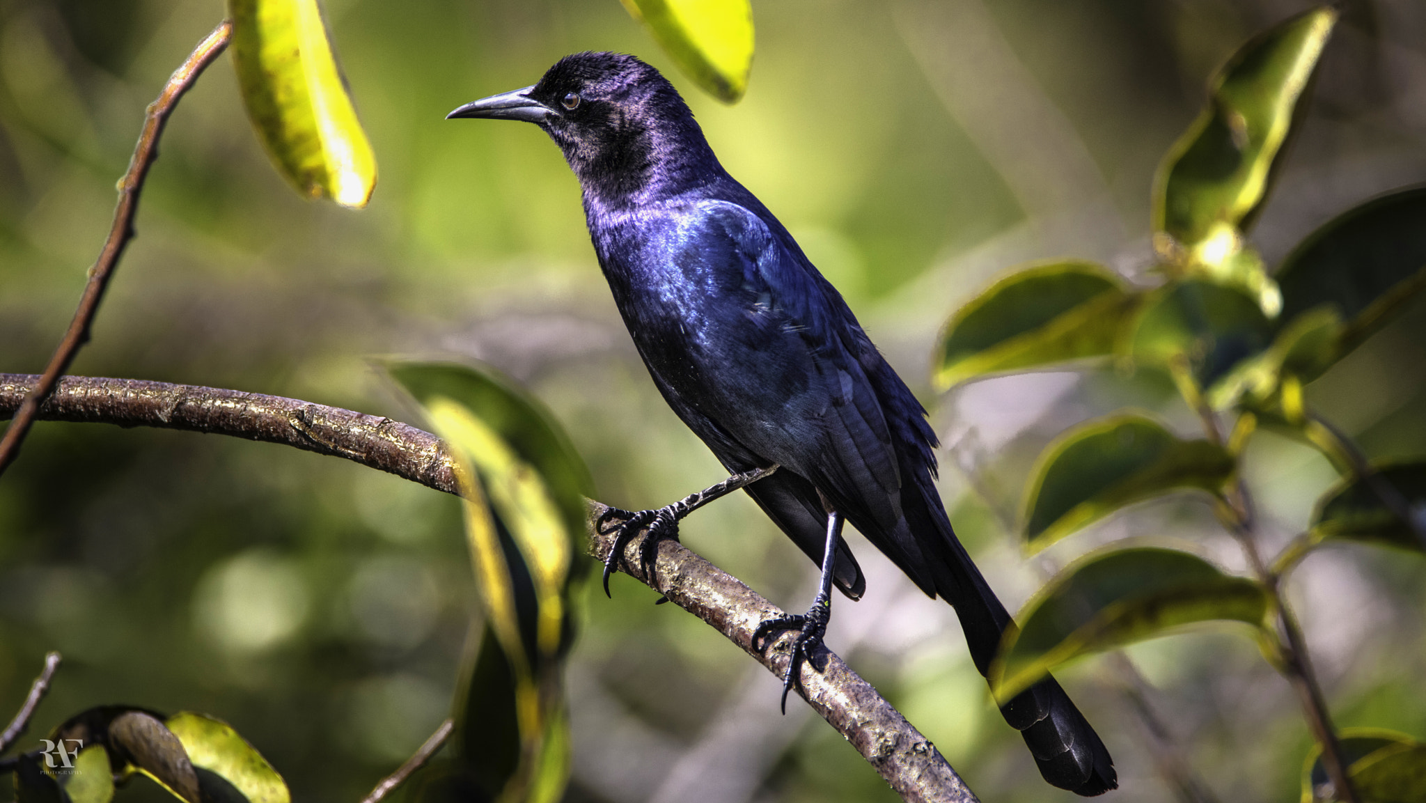 Tamron SP 150-600mm F5-6.3 Di VC USD sample photo. Black beauty photography