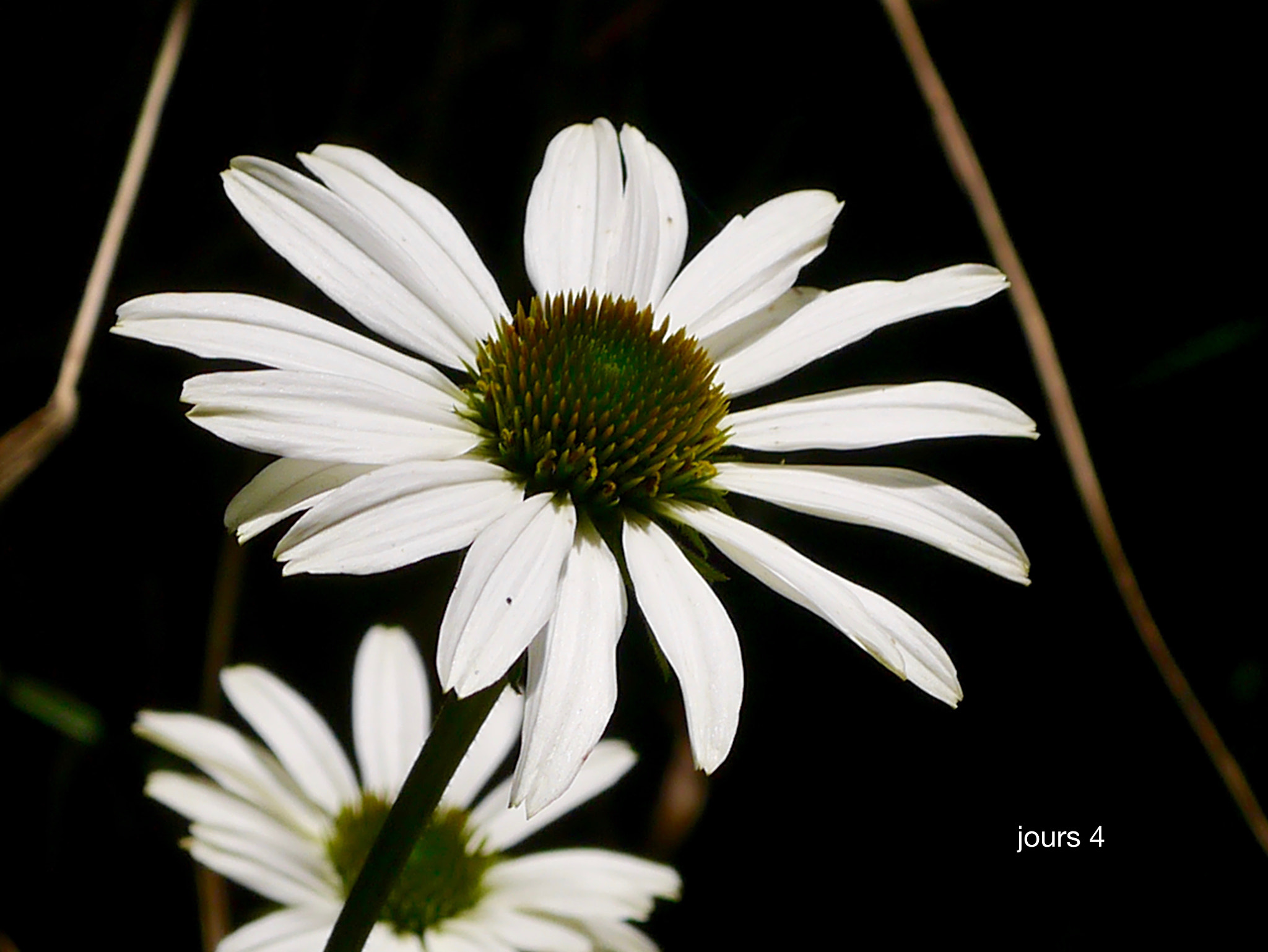 Panasonic Lumix DMC-GX1 + Panasonic Lumix G Macro 30mm F2.8 ASPH Mega OIS sample photo. Jour 4 photography