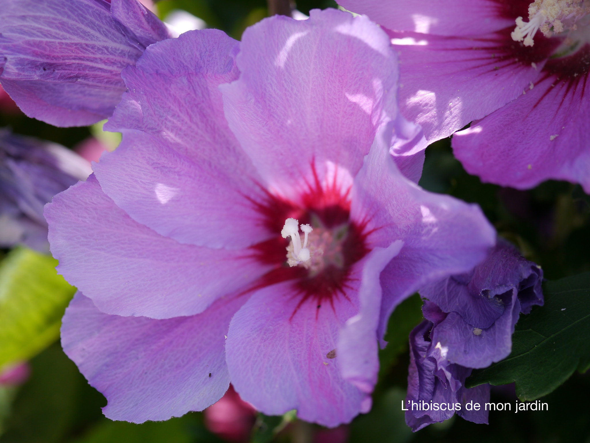 Panasonic Lumix DMC-GX1 + Panasonic Lumix G Macro 30mm F2.8 ASPH Mega OIS sample photo. L'hibiscus de mon jardin photography