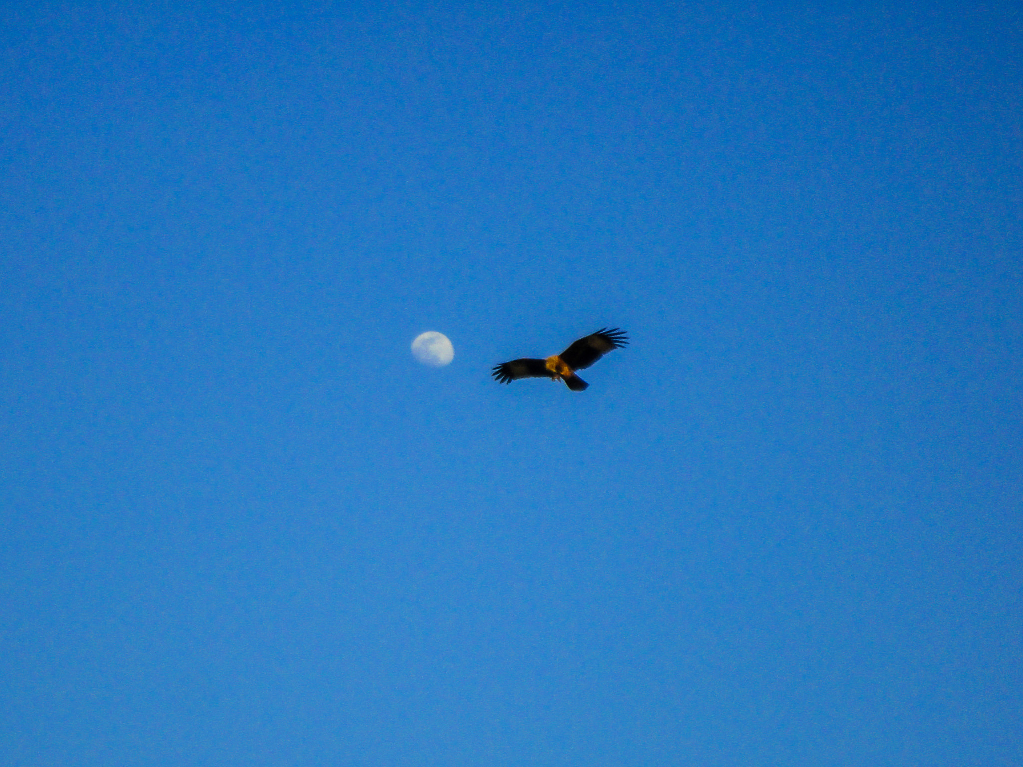 Sony DSC-W380 sample photo. The eagle and the moon photography
