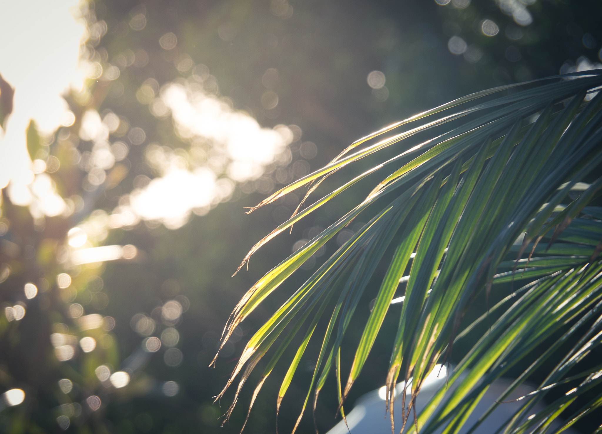 OLYMPUS M.14-150mm F4.0-5.6 II sample photo. Summer fronds photography