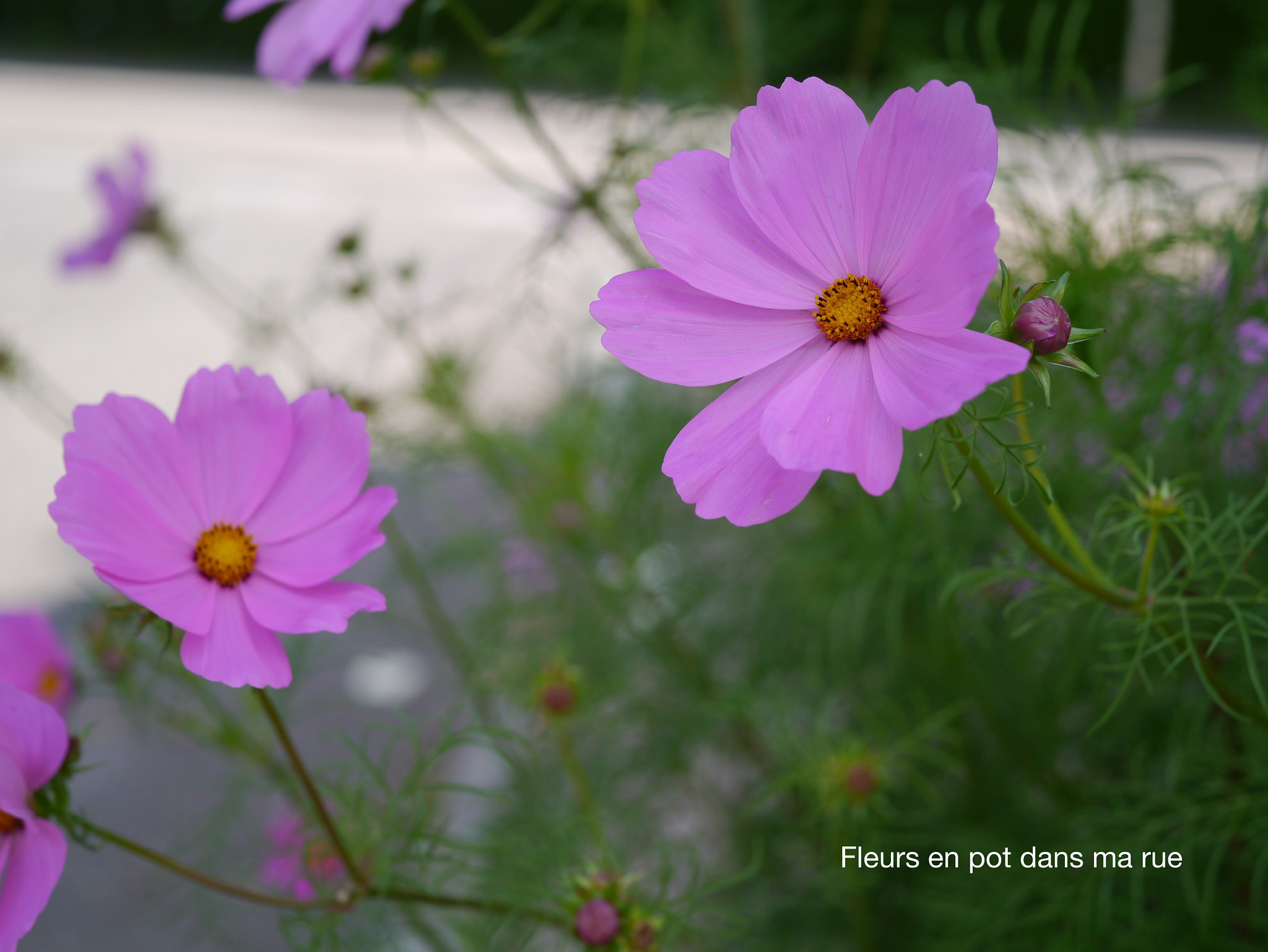 Panasonic Lumix G Macro 30mm F2.8 ASPH Mega OIS sample photo. Dans ma rue photography