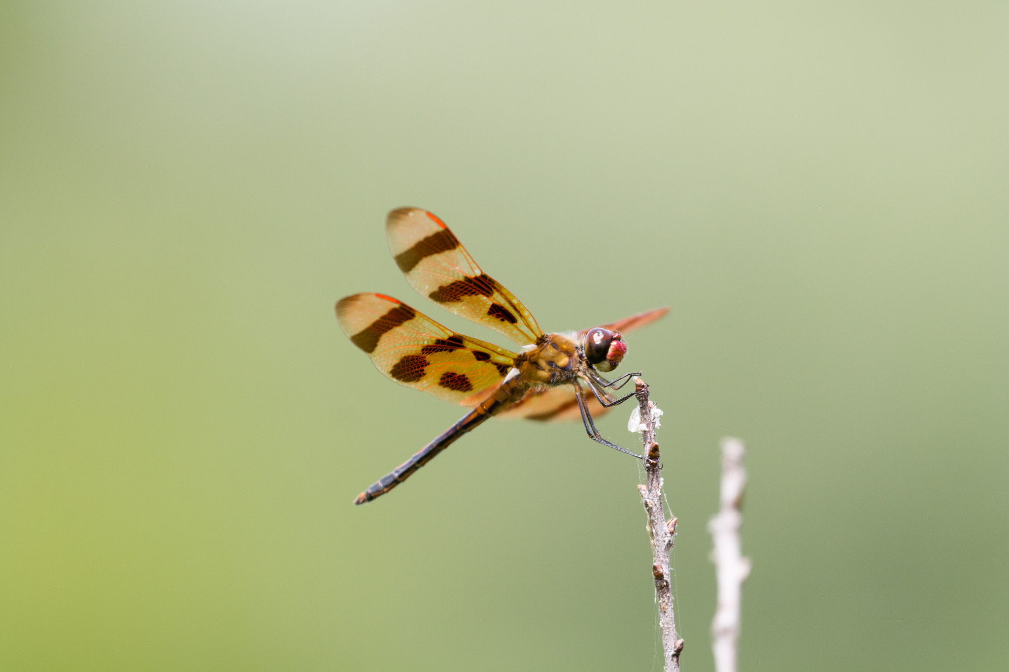 Canon EF 100-400mm F4.5-5.6L IS USM sample photo. Dragonfly photography