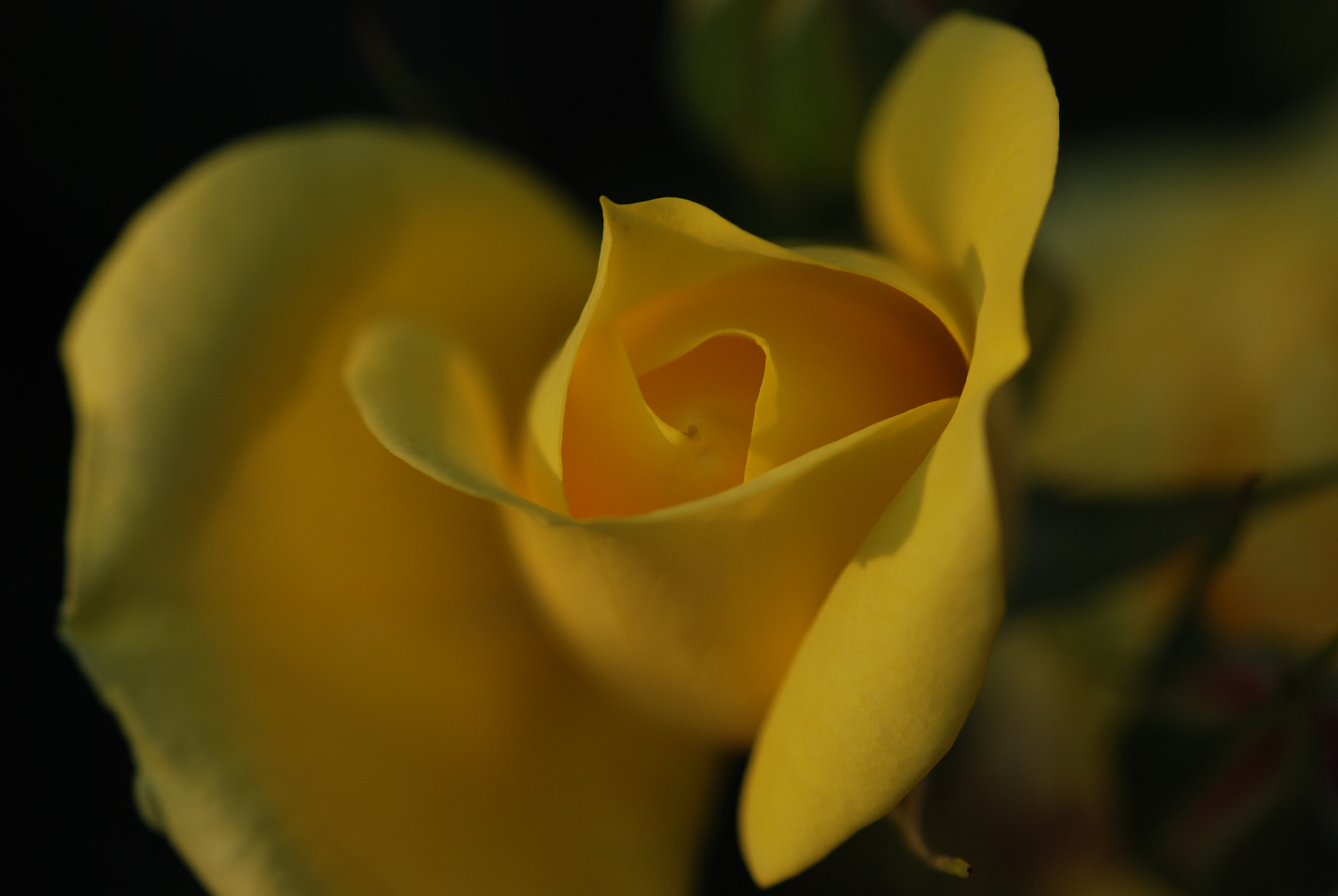 Nikon AF-S Micro-Nikkor 60mm F2.8G ED sample photo