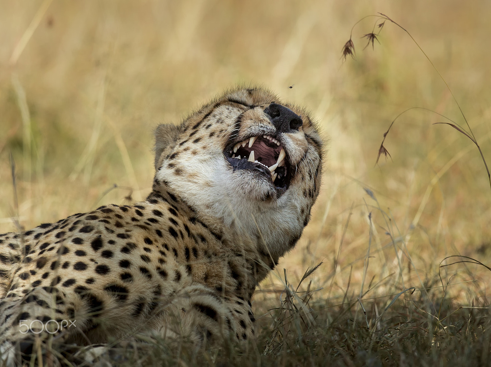 Canon EF 400mm F2.8L IS USM sample photo. Pain ? photography