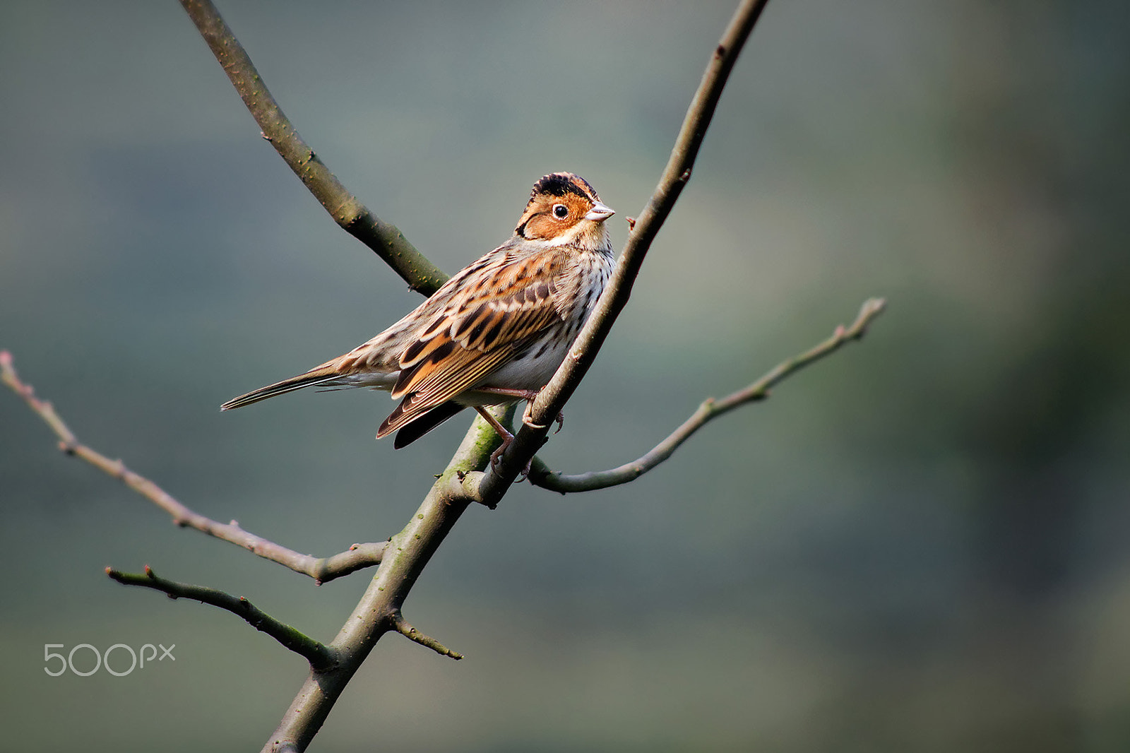 smc PENTAX-DA L 55-300mm F4-5.8 ED sample photo. Little bunting photography