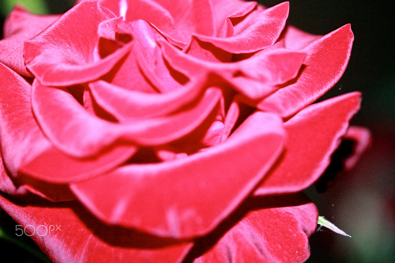 Canon EF-S 60mm F2.8 Macro USM sample photo. Rose photography