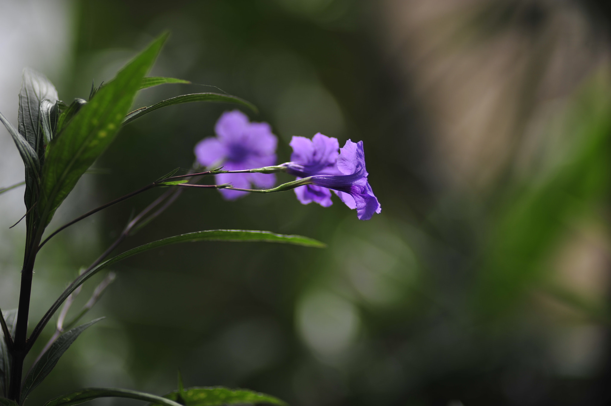 Nikon D3 + Nikon AF Nikkor 180mm F2.8D ED-IF sample photo. .. photography