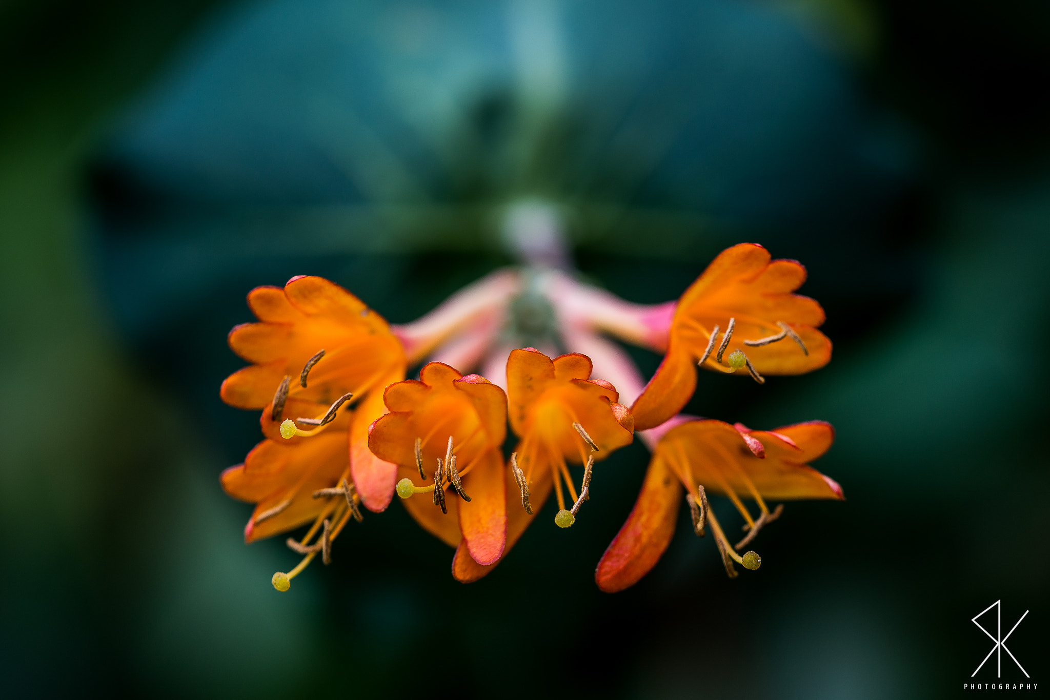 Sigma 150mm F2.8 EX DG Macro HSM sample photo. . photography