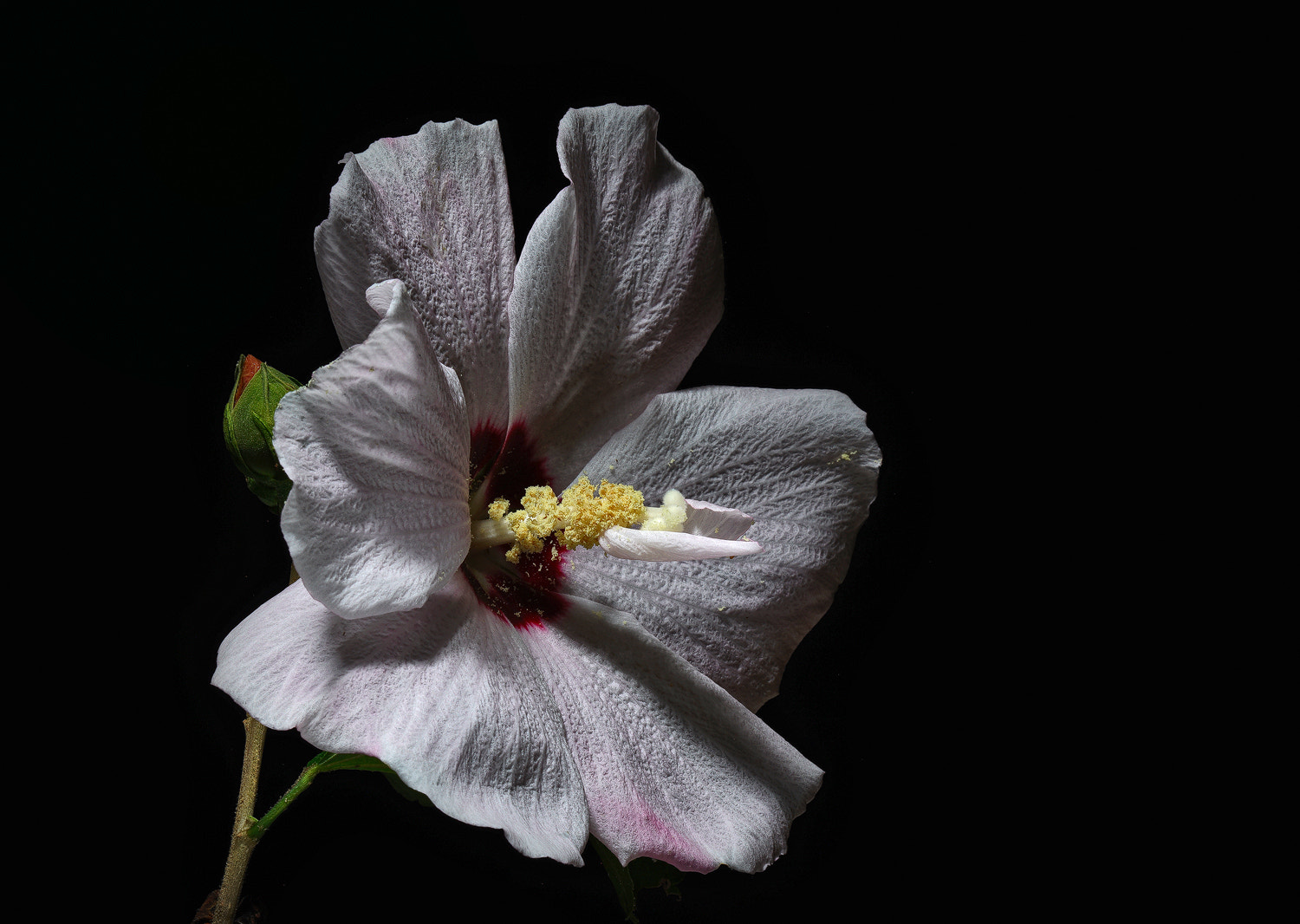 100mm F2.8 SSM sample photo. White rose of sharon photography