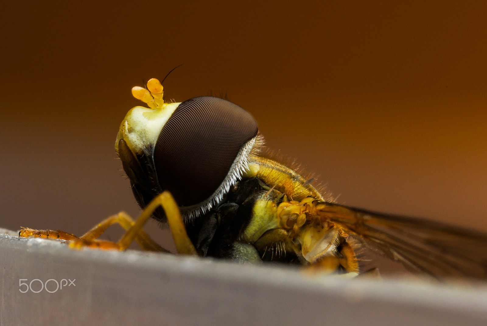 Canon MP-E 65mm F2.5 1-5x Macro Photo sample photo. Mosca asilidae photography